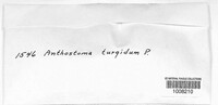 Anthostoma turgidum image
